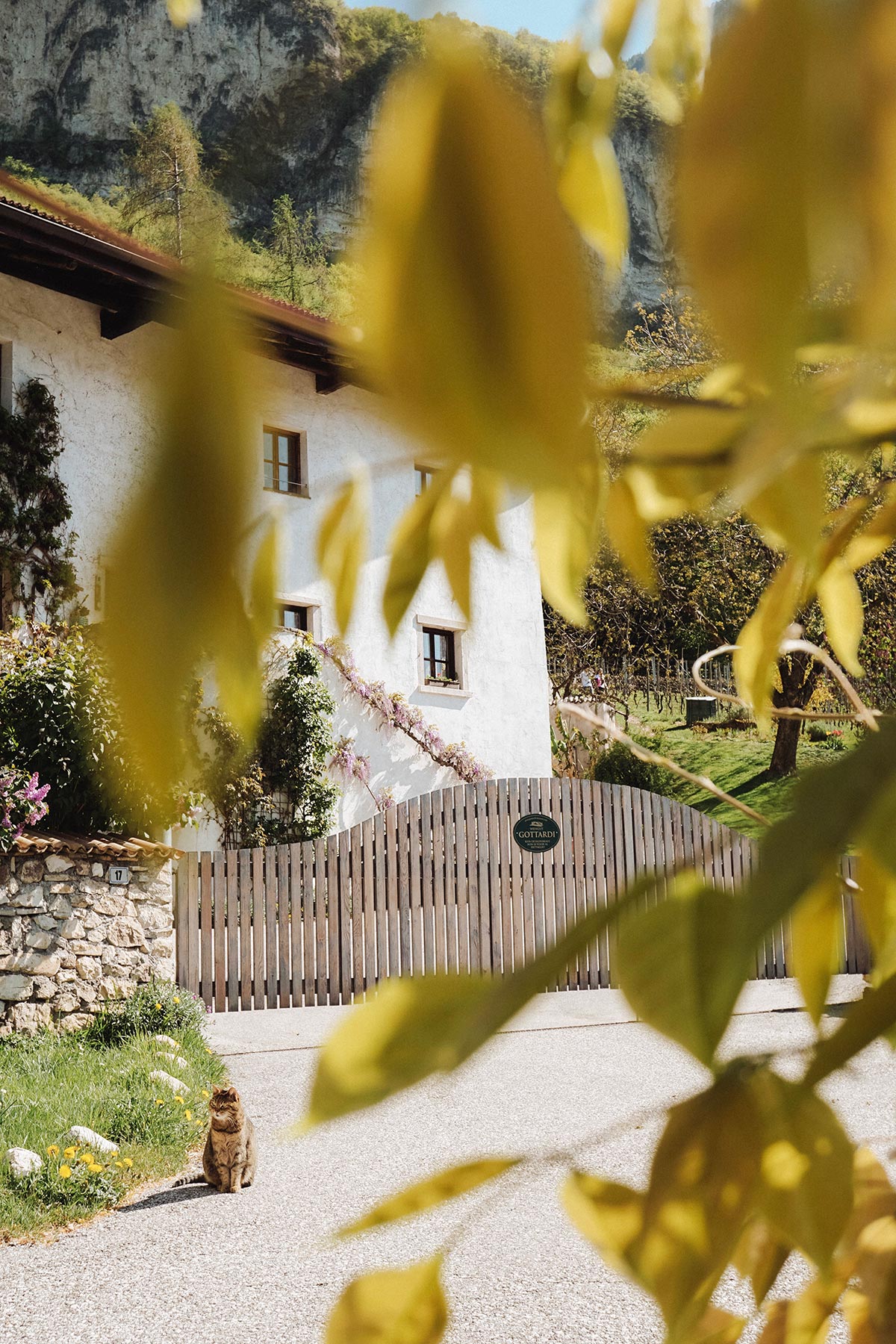 Weingut Gottardi Mazzon